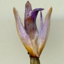 Img.VTax4227.ExN.Img3