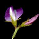 Img.VTax712.ExN.Img3