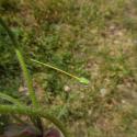 Img.VTax1386.ExN.Img22