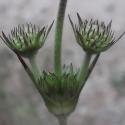 Img.VTax2909.ExN.Img30