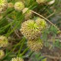 Img.VTax3085.ExN.Img4