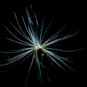 Img.VTax3225.ExN.Img9