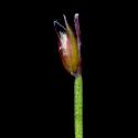 Img.VTax3933.ExN.Img6