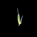 Img.VTax4031.ExN.Img14