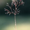 Img.VTax4049.ExN.Img1