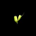Img.VTax4056.ExN.Img8