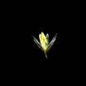 Img.VTax4070.ExN.Img7