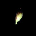 Img.VTax4176.ExN.Img7