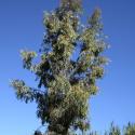 Img.VTax893.ExN.Img3