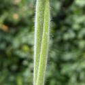 VTax4038.ExN_.Img11.jpg
