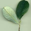 VTax4768.Ex1_.Img4_.jpg