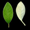 VTax4769.Ex1_.Img11.jpg