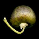 VTax2546.Ex1_.Img15.jpg