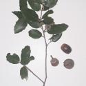 VTax4771.Ex1_.Img1_.jpg