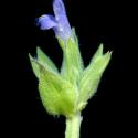 VTax4778.Ex1_.Img12.jpg