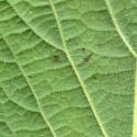 VTax4778.Ex1_.Img19.jpg