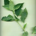VTax4778.Ex1_.Img1_.jpg