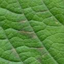 VTax4778.Ex1_.Img20.jpg