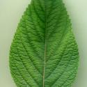 VTax4778.Ex1_.Img3_.jpg