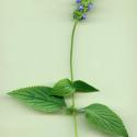 VTax4778.Ex1_.Img4_.jpg