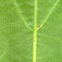 VTax4780.Ex1_.Img4_.jpg