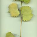 VTax4781.Ex1_.Img1_.jpg
