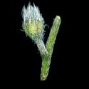 VTax2367.Ex1.Img1
