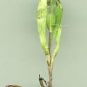 VTax2367.Ex1.Img3