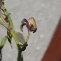 VTax2636.Ex1.Img1