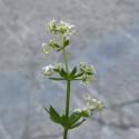 VTax2825.Ex2.Img4