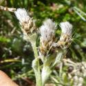 VTax3036.Ex1.Img6
