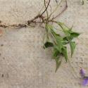 VTax1298.Ex1.Img5