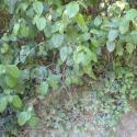 VTax2866.Ex1.Img1
