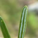 Img.VTax115.Ex1.Img1