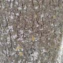 Img.VTax115.Ex2.Img3