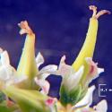 Img.VTax1269.Ex1.Img6