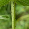 Img.VTax1319.Ex3.Img4