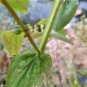 Img.VTax1322.Ex2.Img7