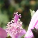 Img.VTax1339.Ex1.Img4