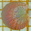Img.VTax1339.Ex2.Img1