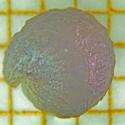 Img.VTax1339.Ex2.Img6
