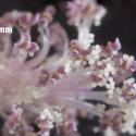 Img.VTax1341.Ex2.Img6