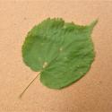 Img.VTax1355.Ex1.Img1
