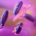 Img.VTax1374.Ex3.Img3