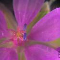 Img.VTax1374.Ex3.Img5