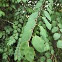 Img.VTax1479.Ex1.Img5