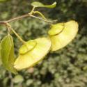 Img.VTax1479.Ex1.Img6