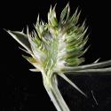 Img.VTax1504.Ex2.Img9