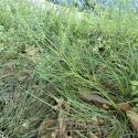 Img.VTax1551.Ex2.Img7