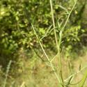 Img.VTax1637.Ex1.Img6